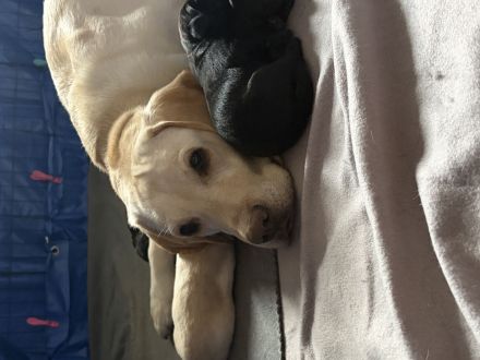 Süße reinrassige Labrador-Welpen suchen neues Zuhause
