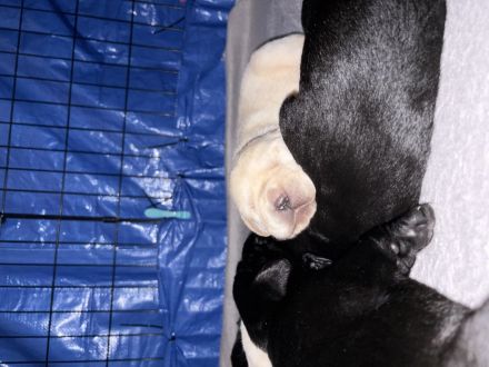 Süße reinrassige Labrador-Welpen suchen neues Zuhause