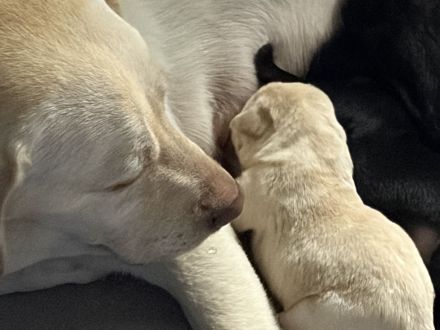 Süße reinrassige Labrador-Welpen suchen neues Zuhause