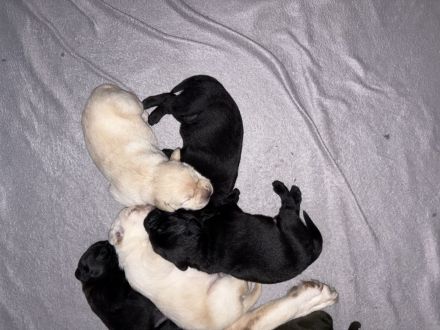 Süße reinrassige Labrador-Welpen suchen neues Zuhause
