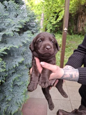 Labrador Welpen> Hündin Braun/ Rüde Beige