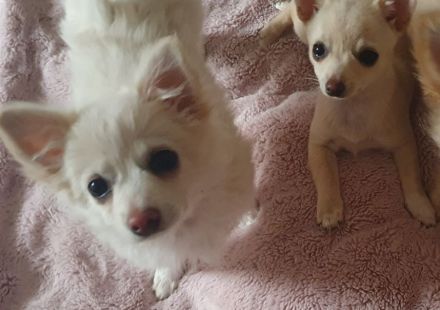 Pomchi / Chihuahua Welpen