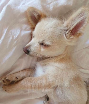Pomchi / Chihuahua Welpen