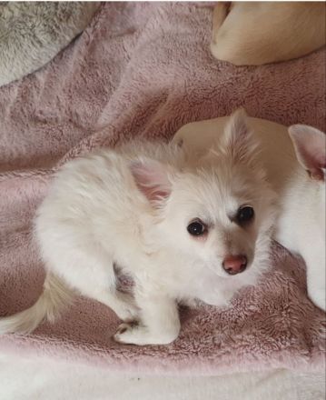 Pomchi / Chihuahua Welpen
