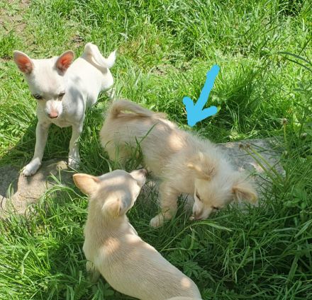 Pomchi / Chihuahua Welpen