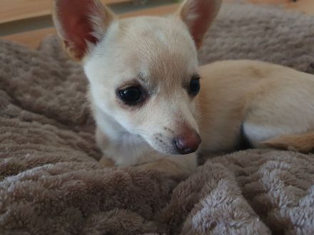 Pomchi / Chihuahua Welpen