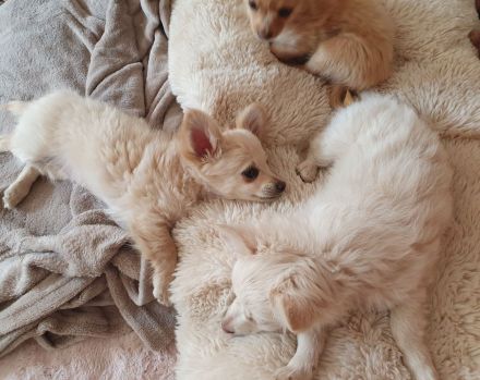 Pomchi / Chihuahua Welpen