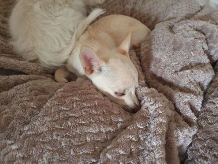 Pomchi / Chihuahua Welpen