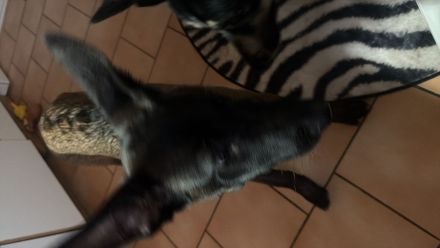 malinois Hündin zuverkaufen
