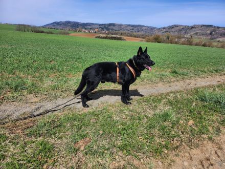 Jack sucht eine liebe Familie