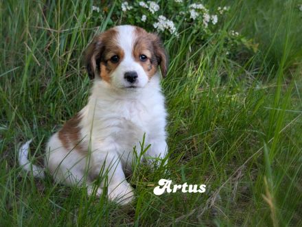 Traumhafte Kooikerhondje Welpen