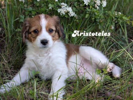 Traumhafte Kooikerhondje Welpen