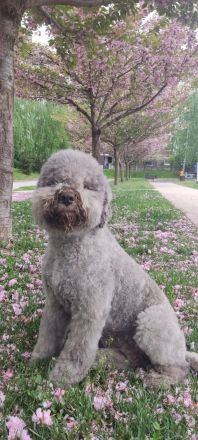 Lagotto champion pedigre FCI
