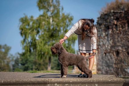 Lagotto champion pedigre FCI
