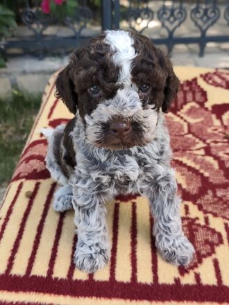 Lagotto champion pedigre FCI