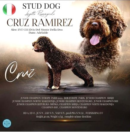 Lagotto champion pedigre FCI