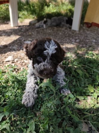 Lagotto champion pedigre FCI