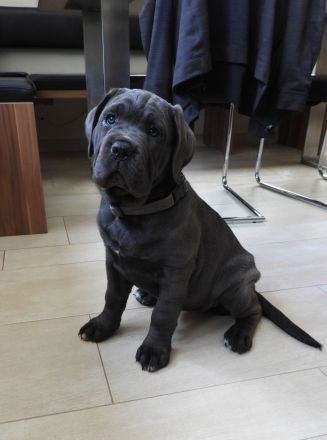 Blaue Cane Corso Welpenmädels suchen dich