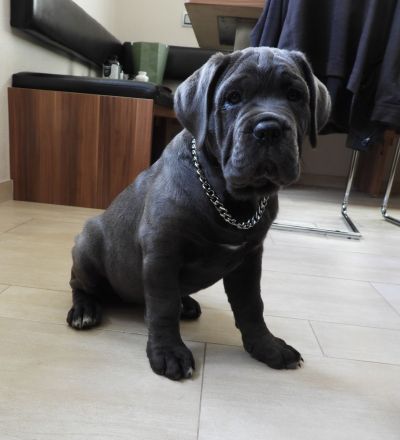 Blaue Cane Corso Welpenmädels suchen dich