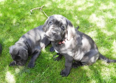 Blaue Cane Corso Welpenmädels suchen dich