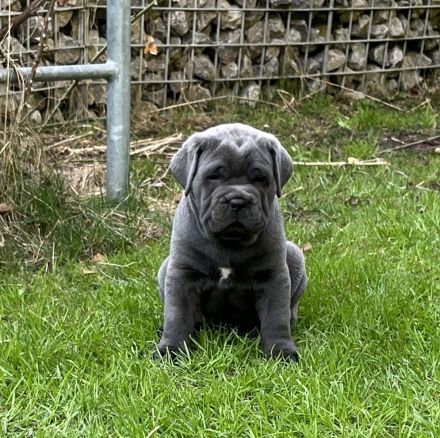 Blaue Cane Corso Welpenmädels suchen dich