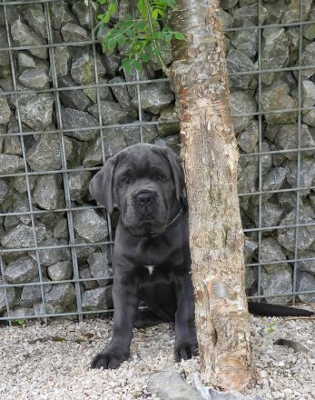 Blaue Cane Corso Welpenmädels suchen dich