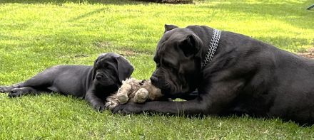 Blaue Cane Corso Welpenmädels suchen dich