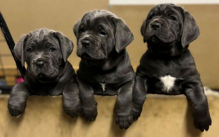 Blaue Cane Corso Welpenmädels suchen dich