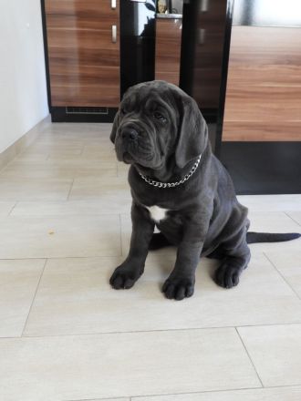 Blaue Cane Corso Welpenmädels suchen dich