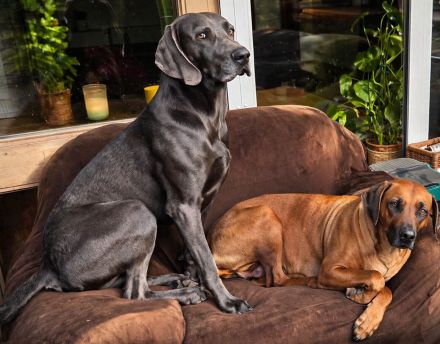 Rhodesian Ridgeback / Weimaraner (blau) Mischlings Welpen