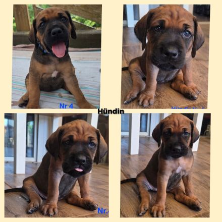 Rhodesian Ridgeback / Weimaraner (blau) Mischlings Welpen