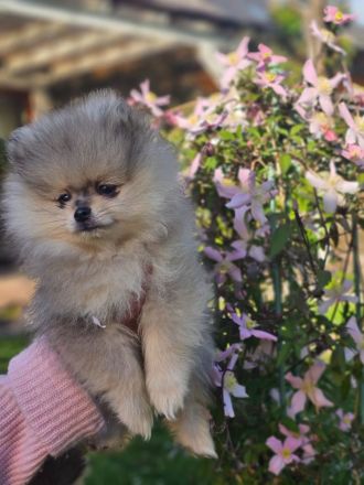Zwergspitz Pomeranian Welpen 2 Rüden beige Merle