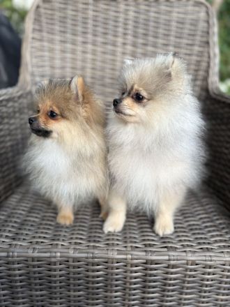 Zwergspitz Pomeranian Welpen 2 Rüden beige Merle