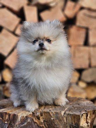 Zwergspitz Pomeranian Welpen 2 Rüden beige Merle