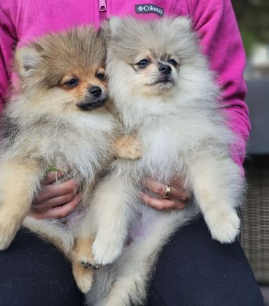Zwergspitz Pomeranian Welpen 2 Rüden beige Merle