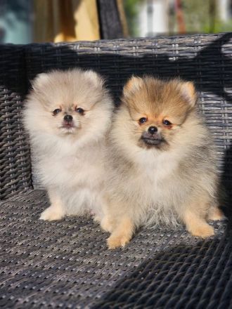 Zwergspitz Pomeranian Welpen 2 Rüden beige Merle