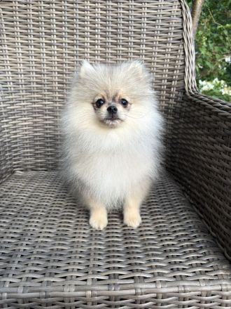 Zwergspitz Pomeranian Welpen 2 Rüden beige Merle