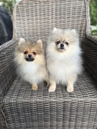 Zwergspitz Pomeranian Welpen 2 Rüden beige Merle