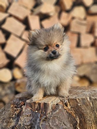 Zwergspitz Pomeranian Welpen 2 Rüden beige Merle
