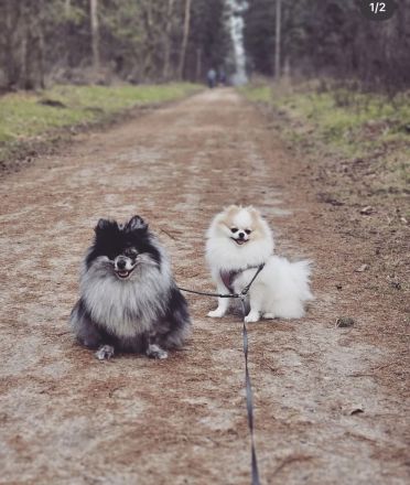 Zwergspitz Pomeranian Welpen 2 Rüden beige Merle