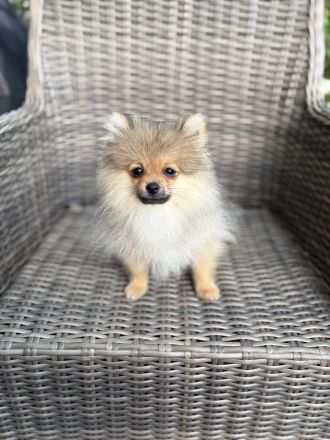 Zwergspitz Pomeranian Welpen 2 Rüden beige Merle
