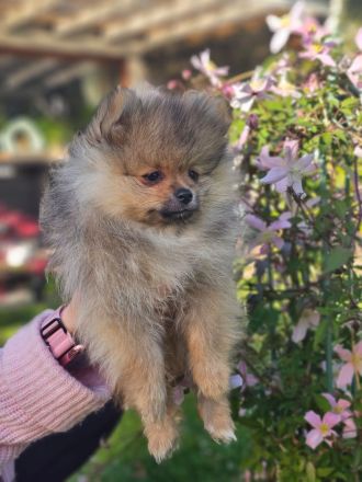 Zwergspitz Pomeranian Welpen 2 Rüden beige Merle