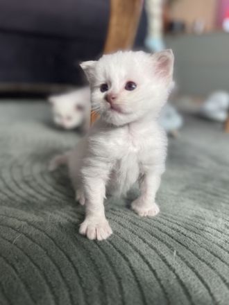 Heilige Birma Kitten suchen zuhause