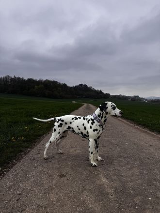 Dalmatiner Welpen