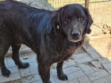 Braveheart, ruhiger, sanftmütiger Rüde sucht ein Zuhause mit viel Wärme und Zuneigung, 8J, 65 cm