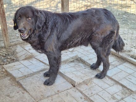 Braveheart, ruhiger, sanftmütiger Rüde sucht ein Zuhause mit viel Wärme und Zuneigung, 8J, 65 cm
