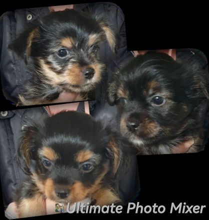 Chihuahua yorkshire mix abzugeben