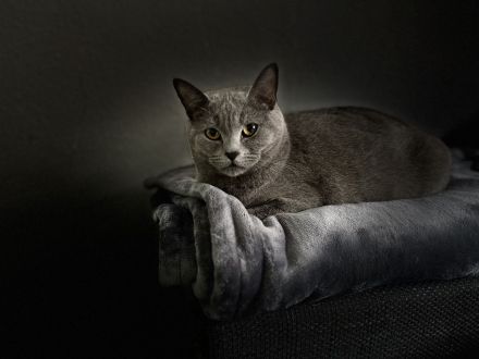 BKH Katze Melody in gute Hände abzugeben ❤️
