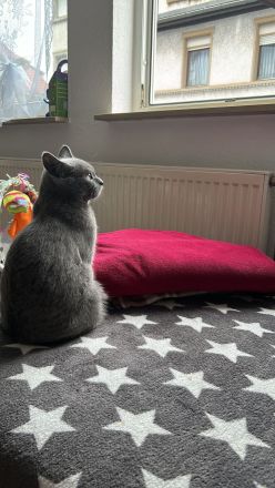 BKH Katze Melody in gute Hände abzugeben ❤️