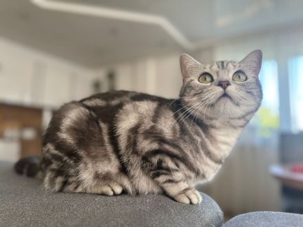 Wunderschöne BKH Kitten in Whiskas-Look mit Stammbaum aus seriöse Hobbyzucht